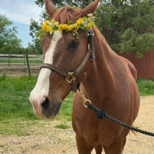 Horse with flower crown outdoors.