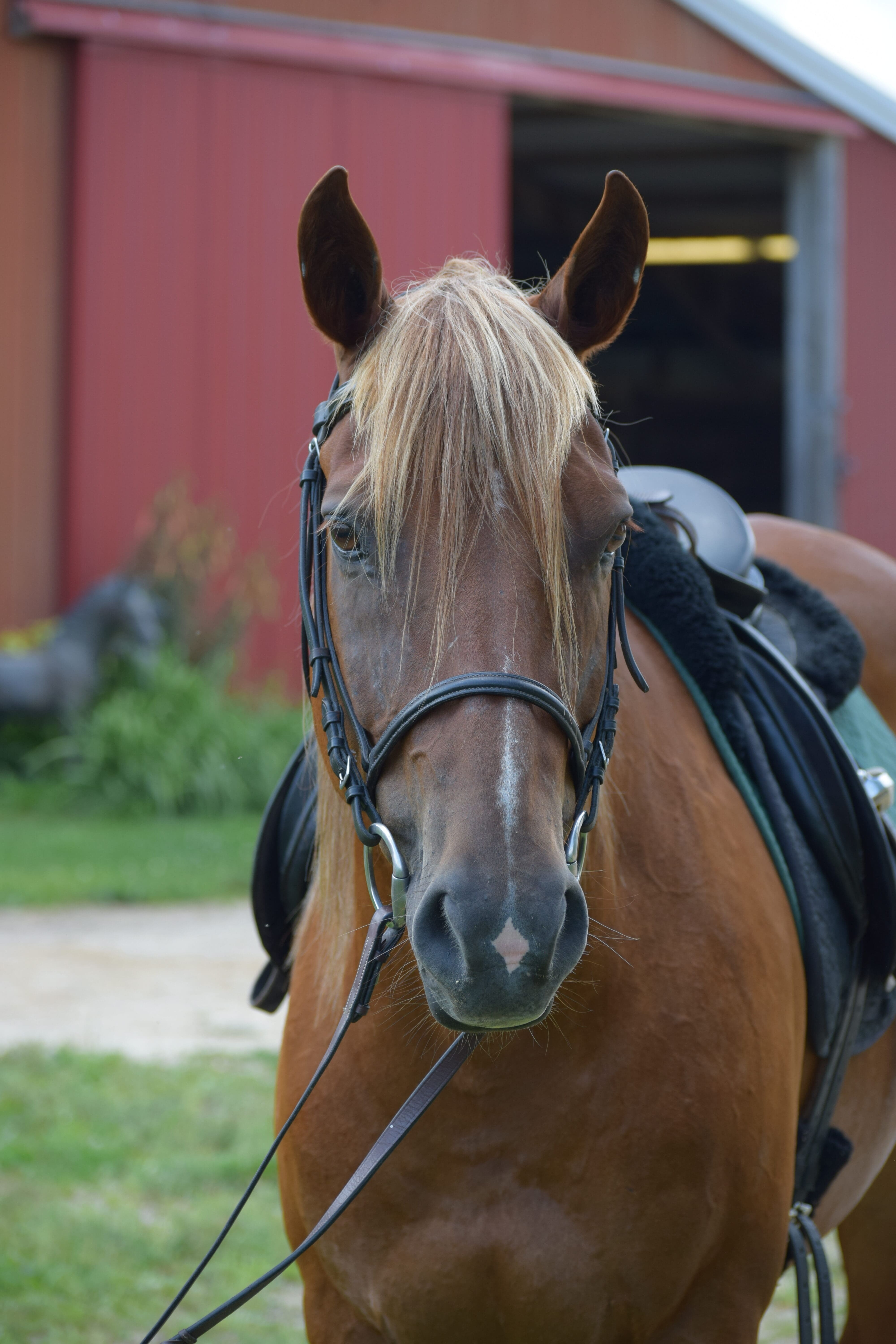 Three Gaits Horses: Bullseye