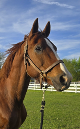 Apollo Brown horse with bridle against blue sky