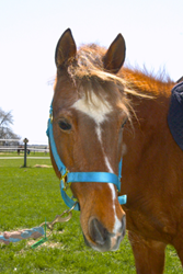 Johnny Cash Chestnut horse with blue halter on green field.