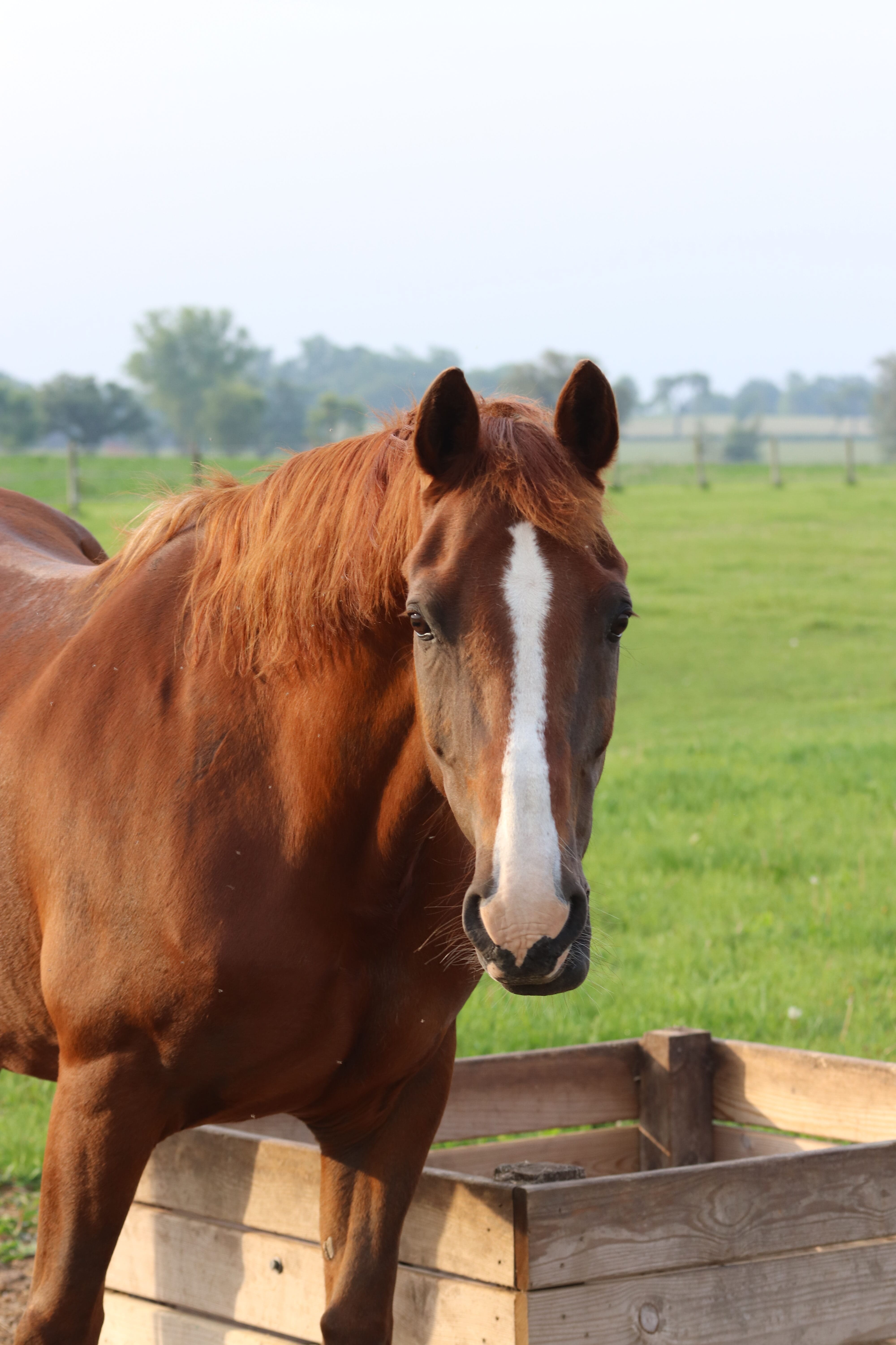 Brown horse standing in a wooden box, green field.