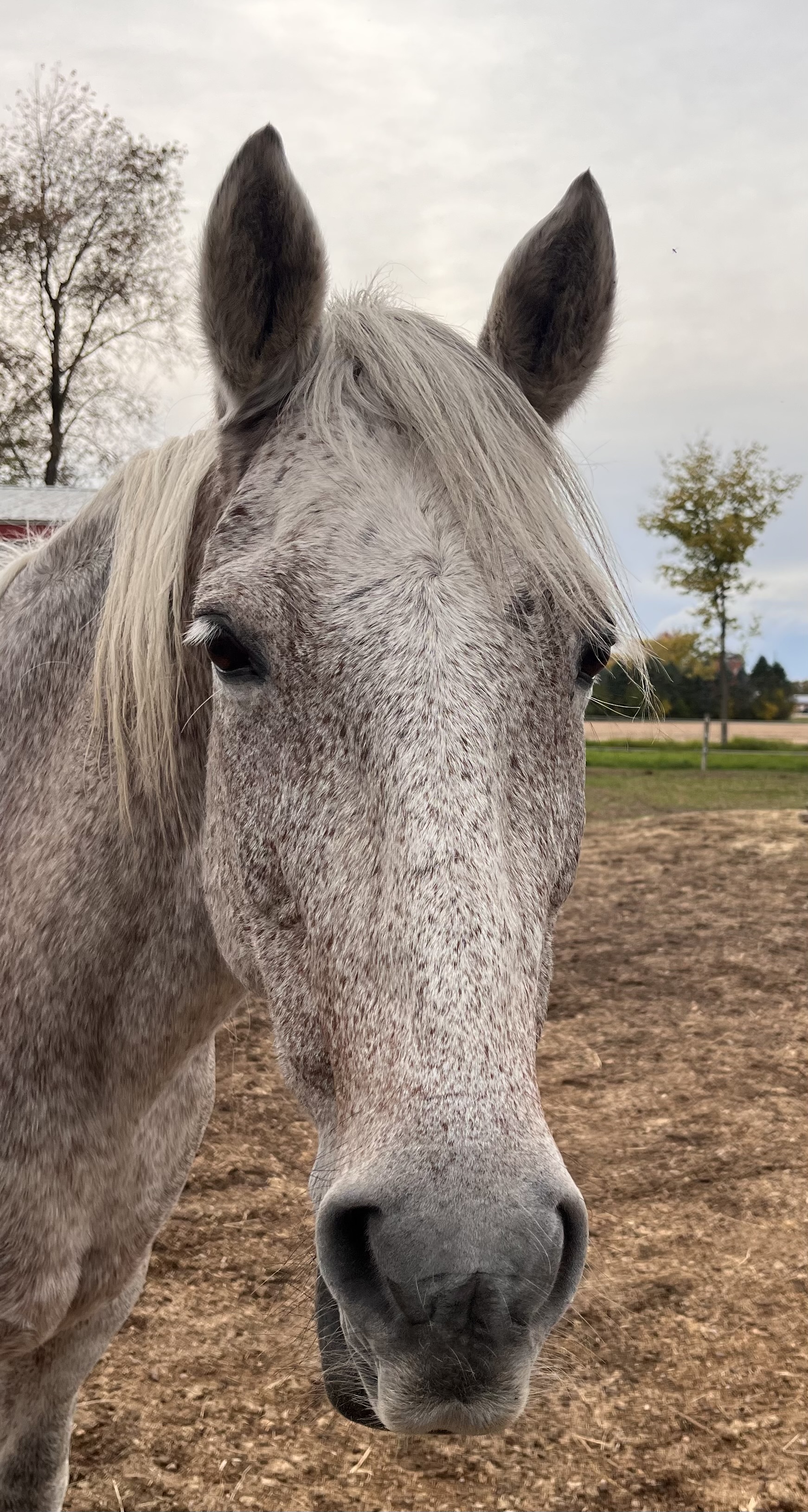 Close-up of a speckled gray horse outdoors.