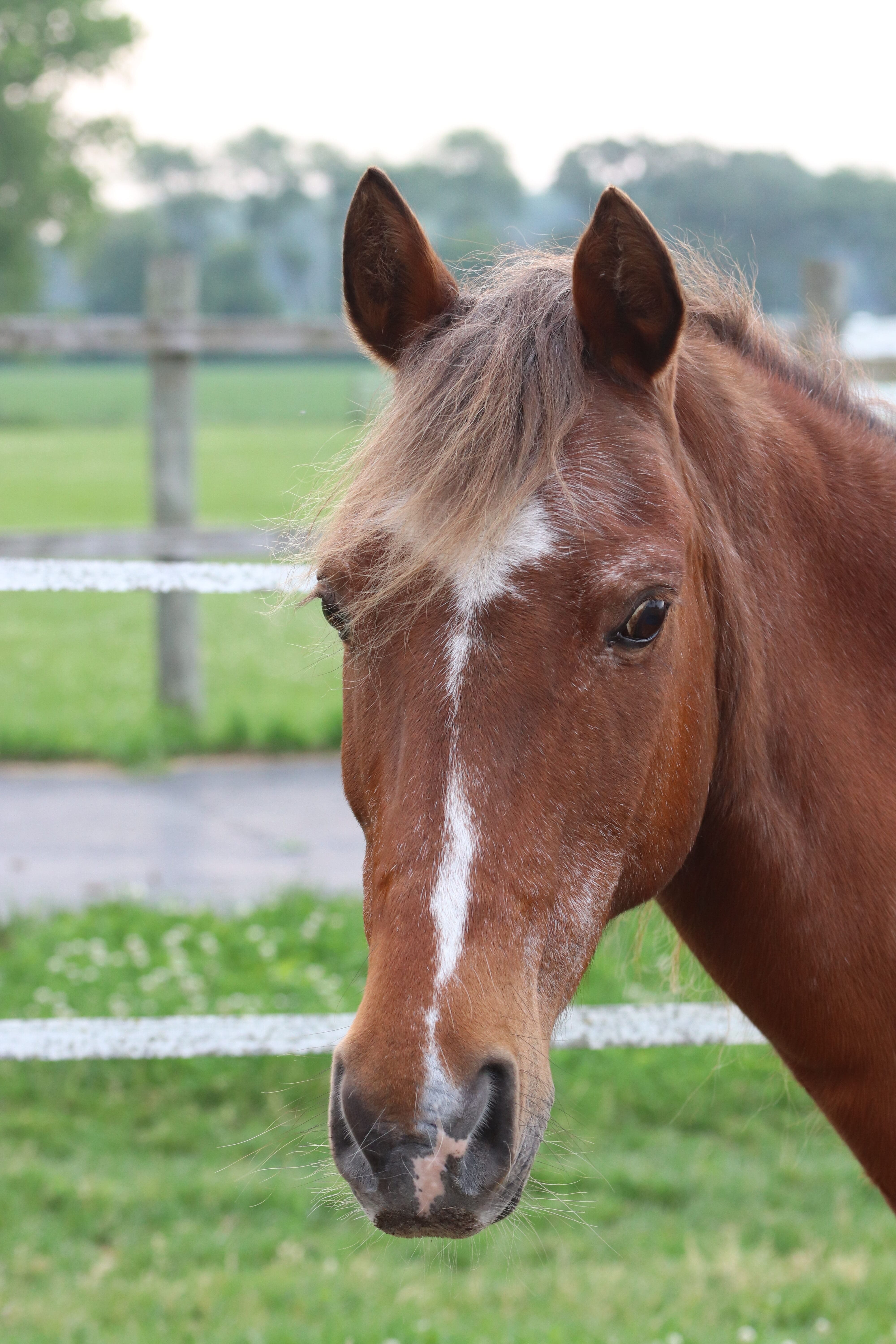 Close-up of a brown horse with white markings