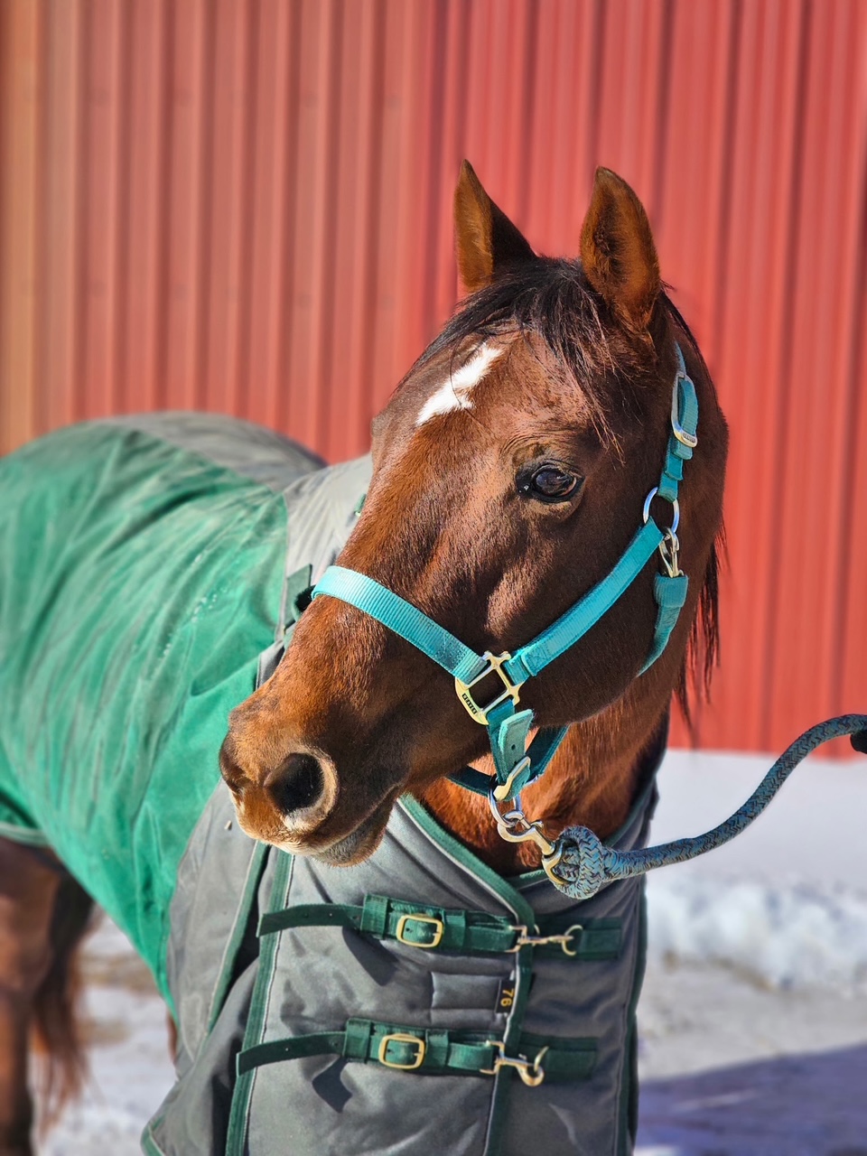 Horse with teal halter and blanket outside stable.